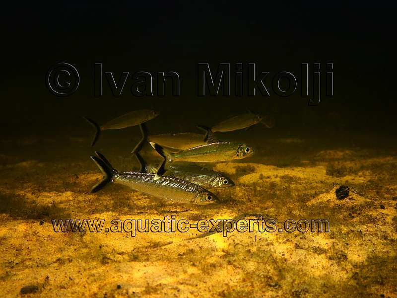 freshwater photography